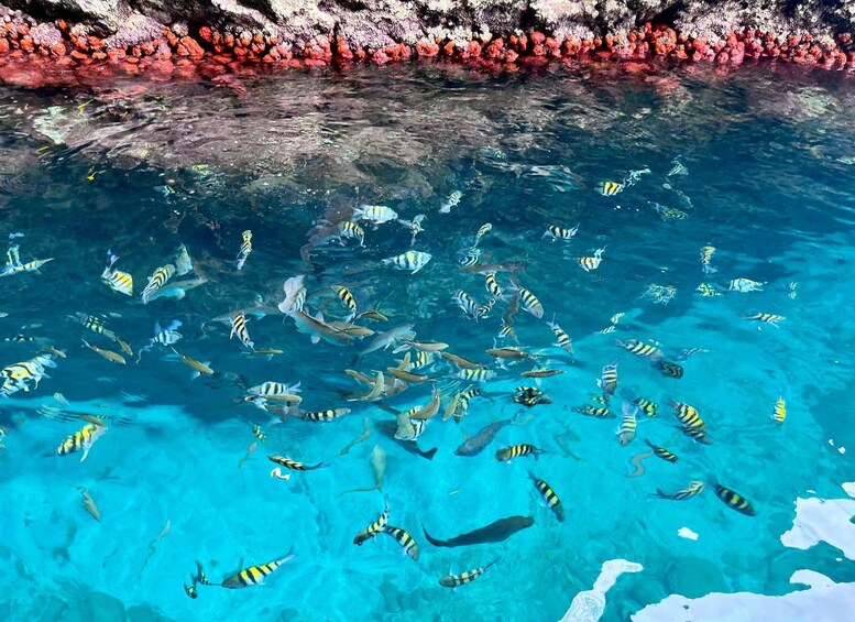 A vibrant underwater scene with numerous fish, including some with distinctive yellow and black stripes, swimming near a rocky shoreline with red and white coral formations. 3