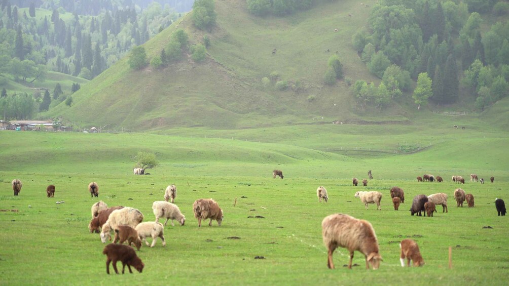 A herd of sheep grazing in a green field with a hilly landscape in the background. 2