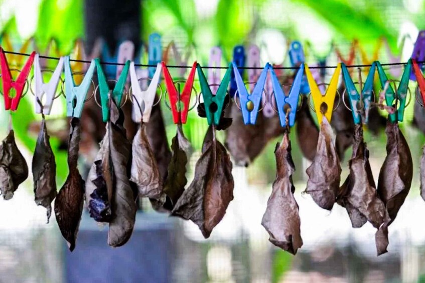 Dried leaves hanging on colorful clothespins. 2