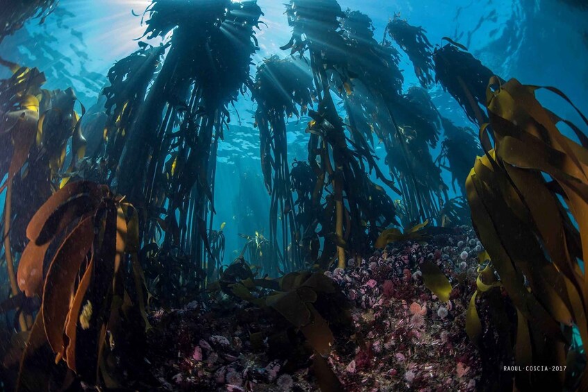 An underwater scene with kelp forests and various fish species. 1