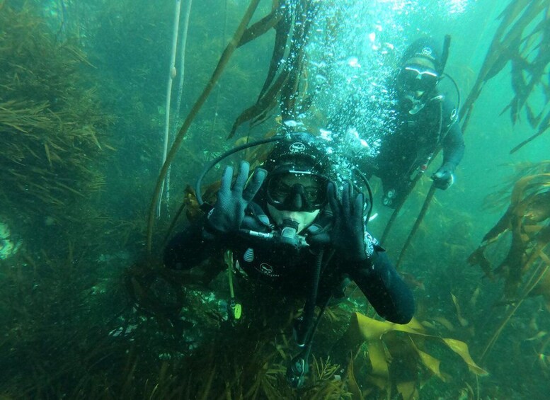 A diver underwater surrounded by seaweed. 2