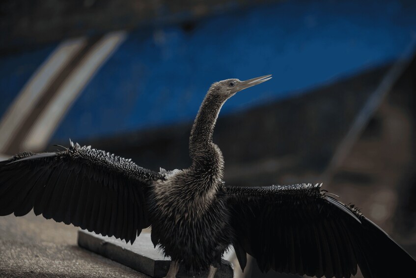 Picture 11 for Activity Tortuguero: Canal Kayaking Sightseeing Tour and Wildlife Watching 2