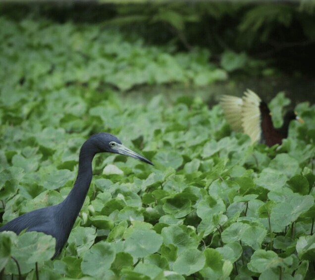 Picture 10 for Activity Tortuguero: Canal Kayaking Sightseeing Tour and Wildlife Watching 5