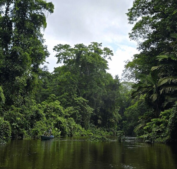 Picture 9 for Activity Tortuguero: Canal Kayaking Sightseeing Tour and Wildlife Watching 4