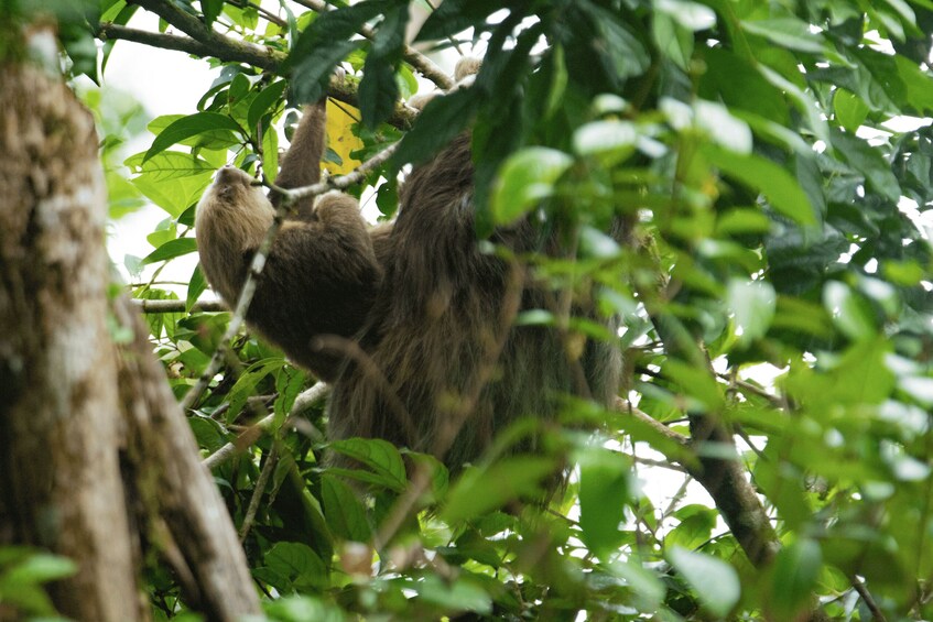 Picture 7 for Activity Tortuguero: Canal Kayaking Sightseeing Tour and Wildlife Watching 3