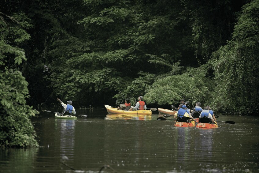 A group of people kayaking on a river surrounded by dense forest. 2