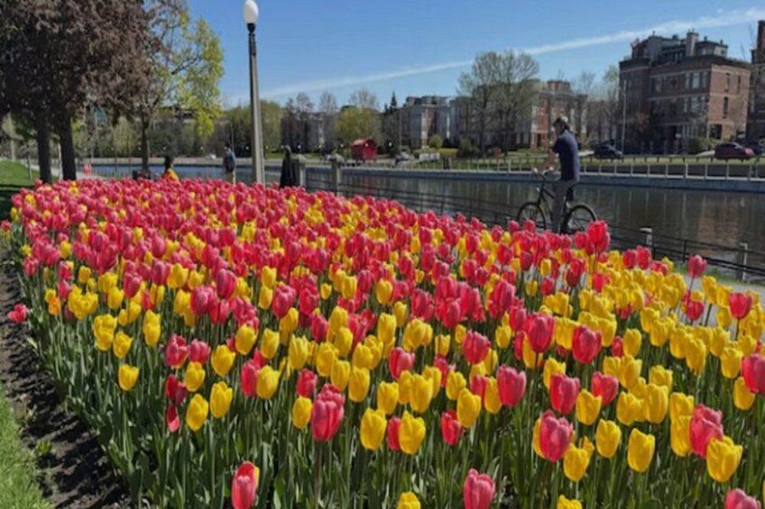 Ottawa Tulip Festival | Ottawa Tours Canada 3