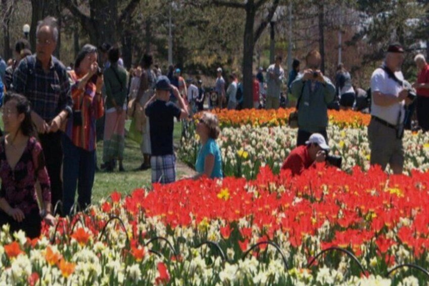 Ottawa Tulip Festival | Ottawa Tours Canada 4