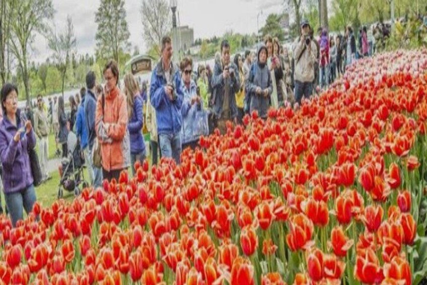 Ottawa Tulip Festival | Ottawa Tours Canada 5