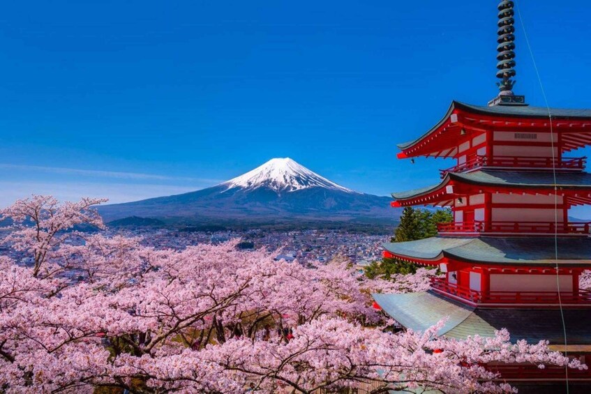 A cherry blossom tree, a pagoda, and Mount Fuji in the background. 1