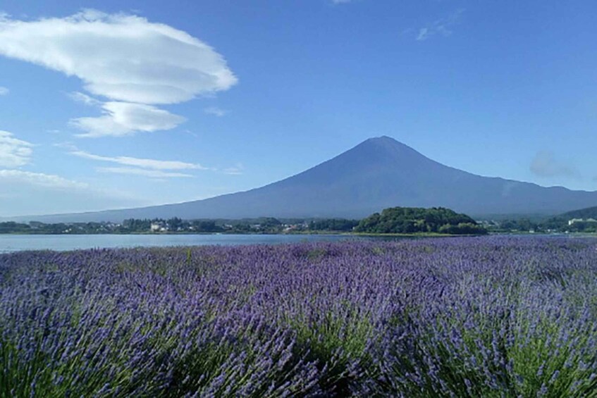Picture 12 for Activity Mt.Fuji 5th Station, Arakura Fuji Sengen Shrine Day Tour 5