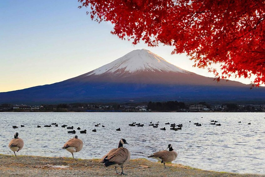 Picture 9 for Activity Mt.Fuji 5th Station, Arakura Fuji Sengen Shrine Day Tour 2