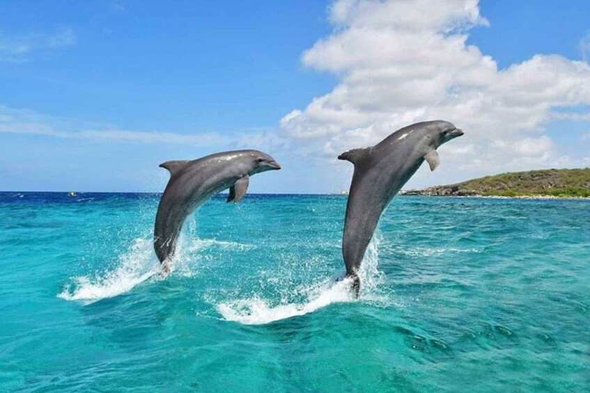 Picture 12 for Activity Diani Beach: Kisite Marine Park Dhow & Snorkeling with Lunch 4