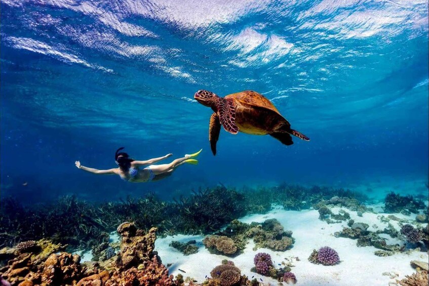 Picture 35 for Activity Diani Beach: Kisite Marine Park Dhow & Snorkeling with Lunch 2