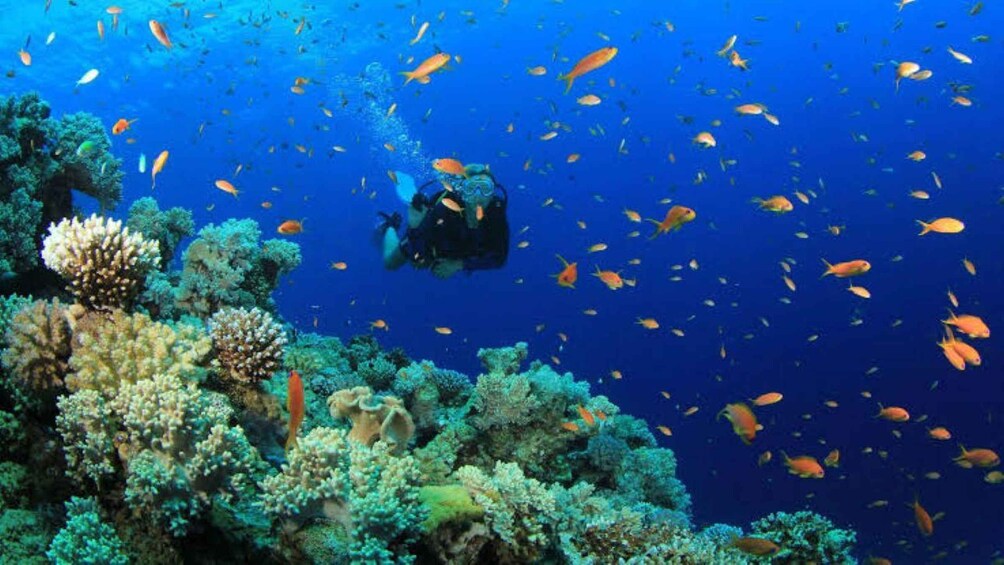 Picture 13 for Activity Diani Beach: Kisite Marine Park Dhow & Snorkeling with Lunch 2