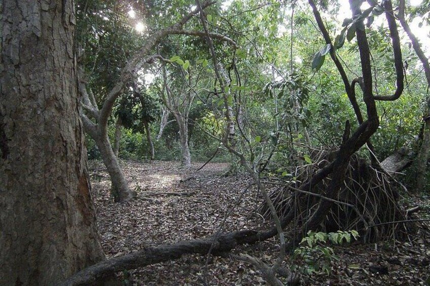A forest with dense trees, a fallen tree, and a leaf-covered ground. 1