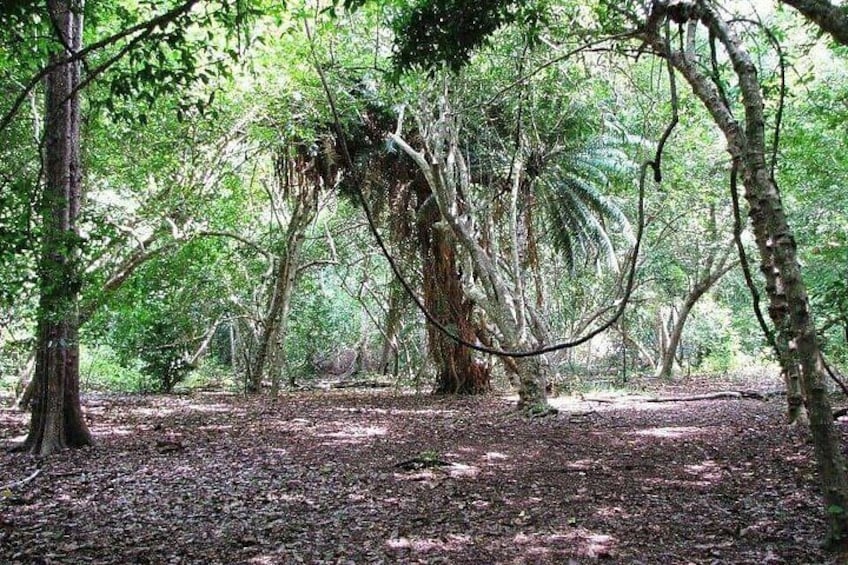 Diani Beach: Kaya Kinondo Sacred Forest Guided Tour 4