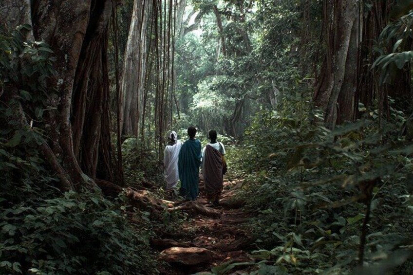A forest path with tall trees and dense foliage. 3
