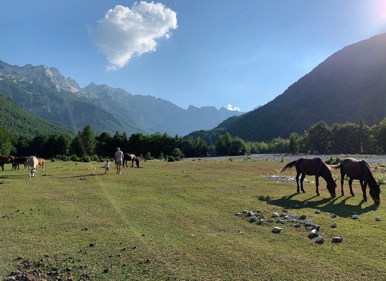 A grassy field with horses grazing, a person walking, and mountains in the background. 1