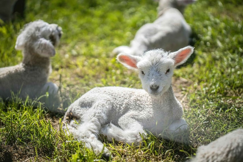 Picture 15 for Activity From Christchurch: Sheep Farm Experience with Lunch & Winery 4