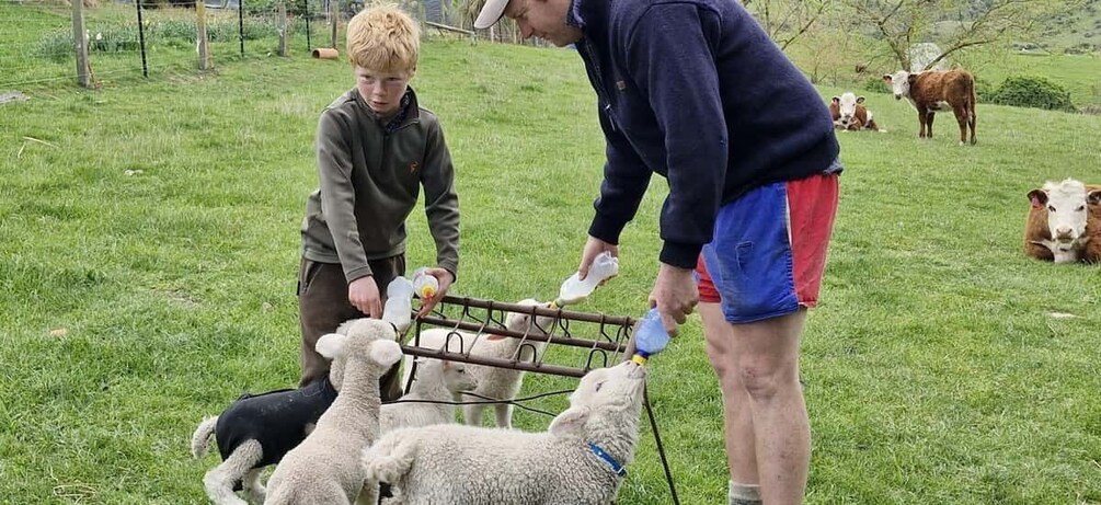 Picture 16 for Activity From Christchurch: Sheep Farm Experience with Lunch & Winery 2