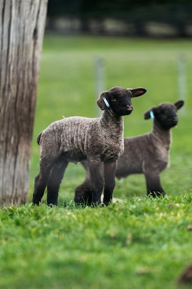 Picture 17 for Activity From Christchurch: Sheep Farm Experience with Lunch & Winery 2