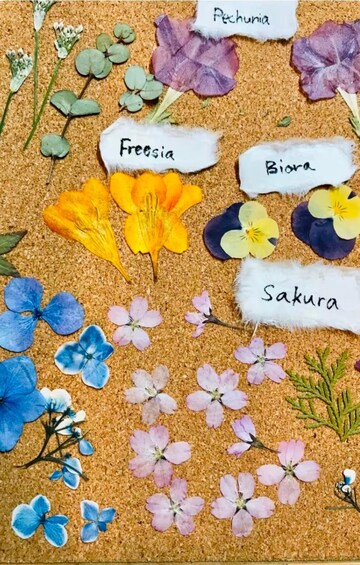 A corkboard with various pressed flowers and plant labels. 5