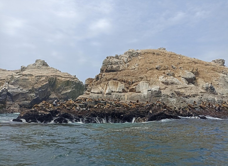 A rocky coastline with a large rock formation and seals resting on the rocks. 3