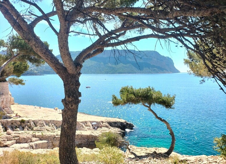 A coastal landscape with a tree, rocky terrain, and a clear blue sea. 4