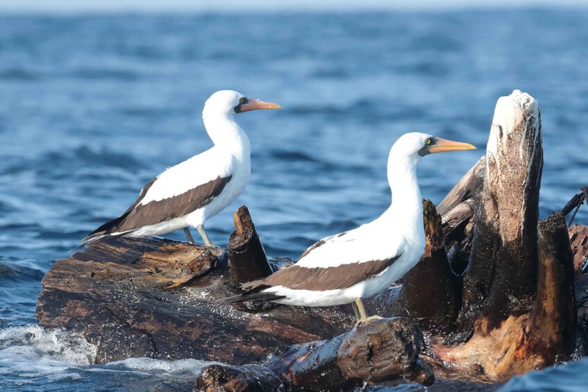 Picture 9 for Activity Puerto Escondido: Private Boat Tour & Marine Wildlife 4
