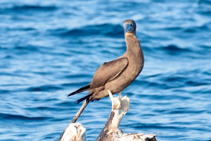 Picture 10 for Activity Puerto Escondido: Private Boat Tour & Marine Wildlife 3