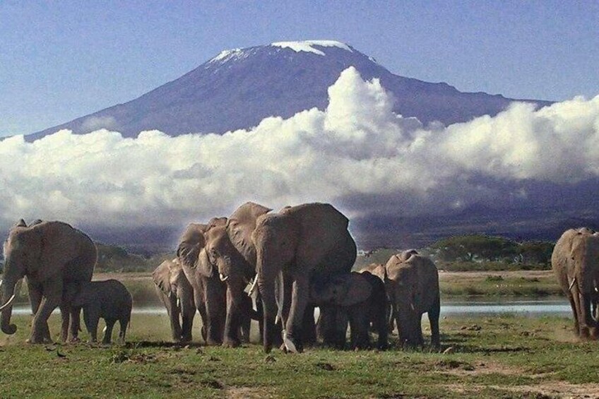 A herd of elephants in a grassy area with a mountain in the background. 4