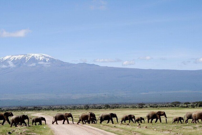 A herd of elephants crossing a dirt road with a snow-capped mountain in the background. 5