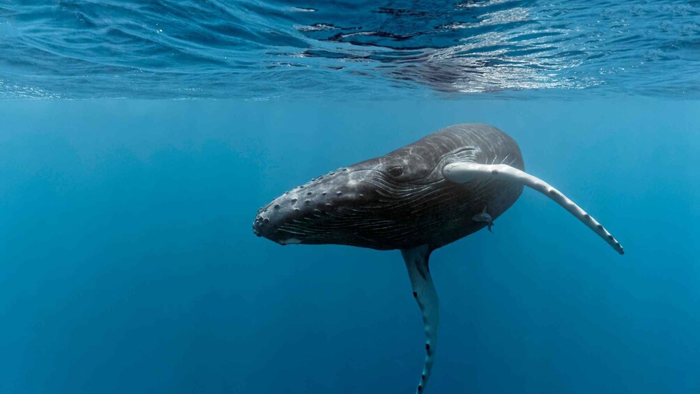 Marino Ballena National Park: Whale Watching In Uvita 1