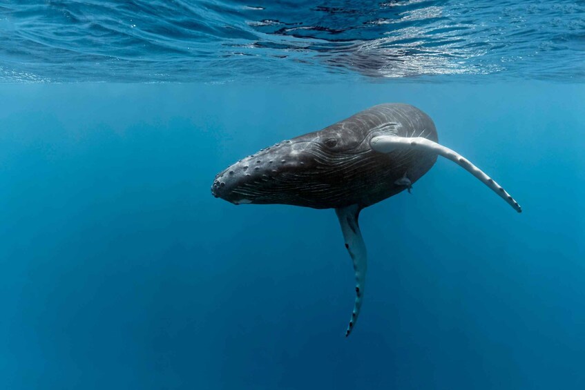 Marino Ballena National Park: Whale Watching In Uvita 1