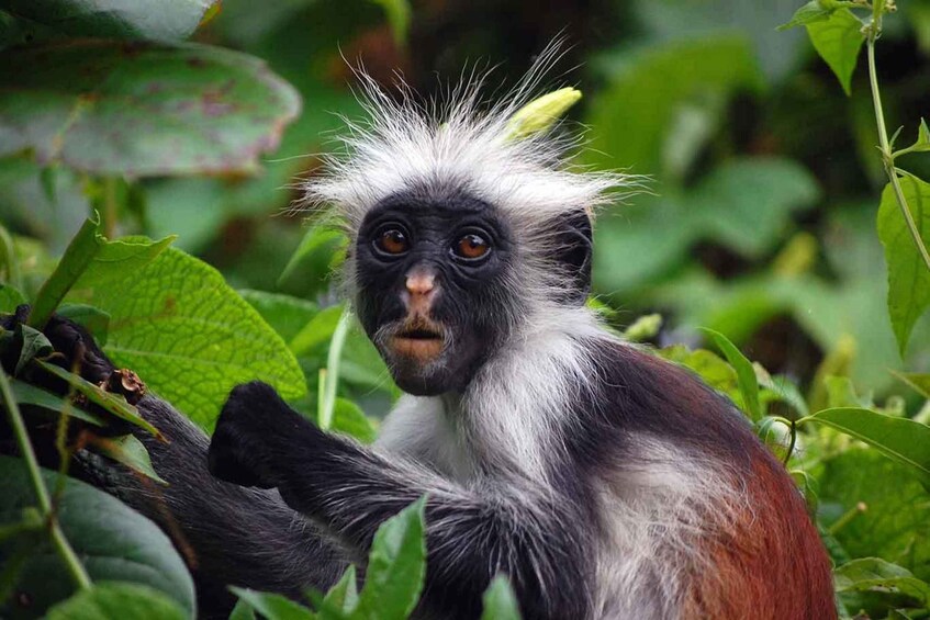 A monkey with white and black fur, surrounded by green foliage. 1