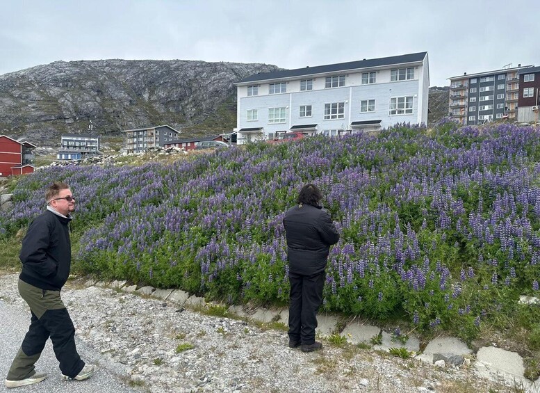 Picture 3 for Activity Nuuk City Highlights by Car with Greenlandic Tasting 5