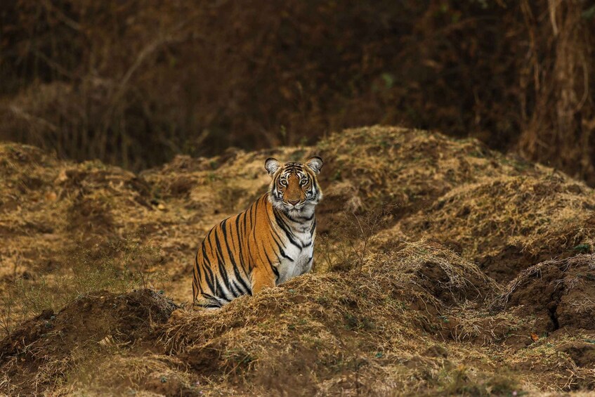 Picture 10 for Activity From: Bandhavgarh jungle safari experience with guide 2