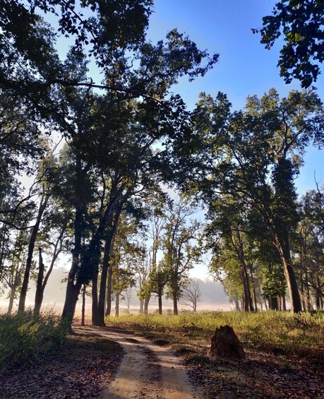 Picture 2 for Activity From: Bandhavgarh jungle safari experience with guide 3