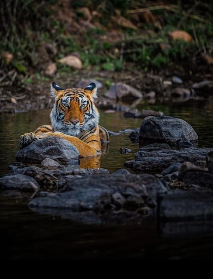 A tiger in a river surrounded by rocks. 5
