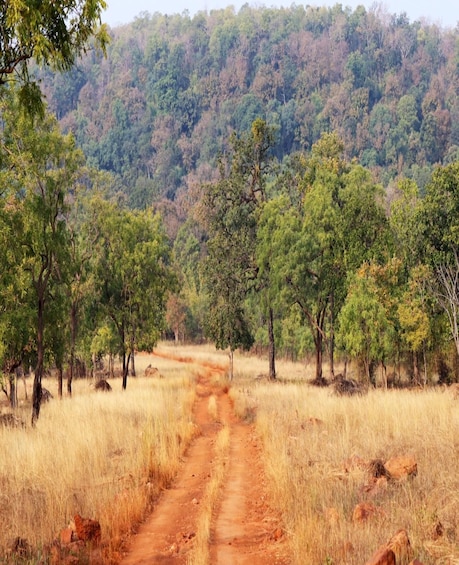 Picture 3 for Activity From: Bandhavgarh jungle safari experience with guide 4