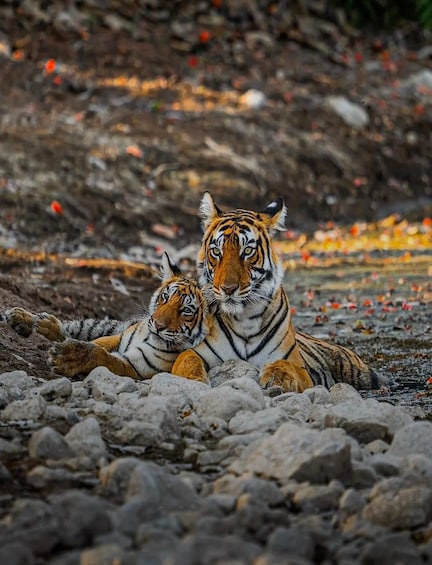 Two tigers resting on a rocky terrain with sparse vegetation. 3