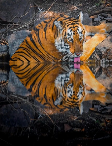 A tiger lying by a reflective water surface with rocks and foliage in the background. 4