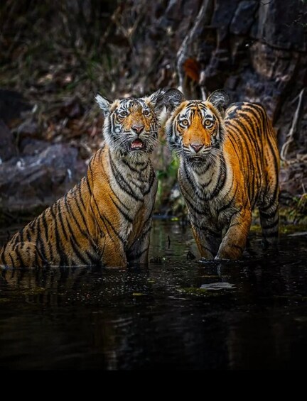 Two tigers in a water body with rocky terrain in the background. 5