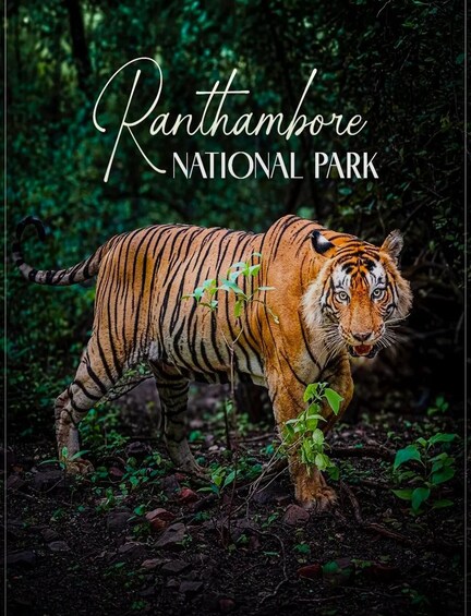A tiger walking through a forested area of Ranthambore National Park. 2