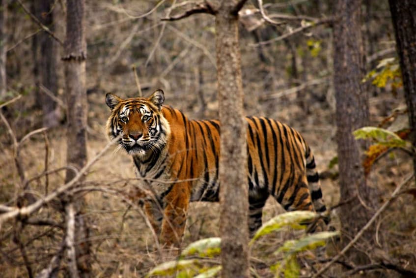 From: Bandhavgarh jungle safari experience with guide 5