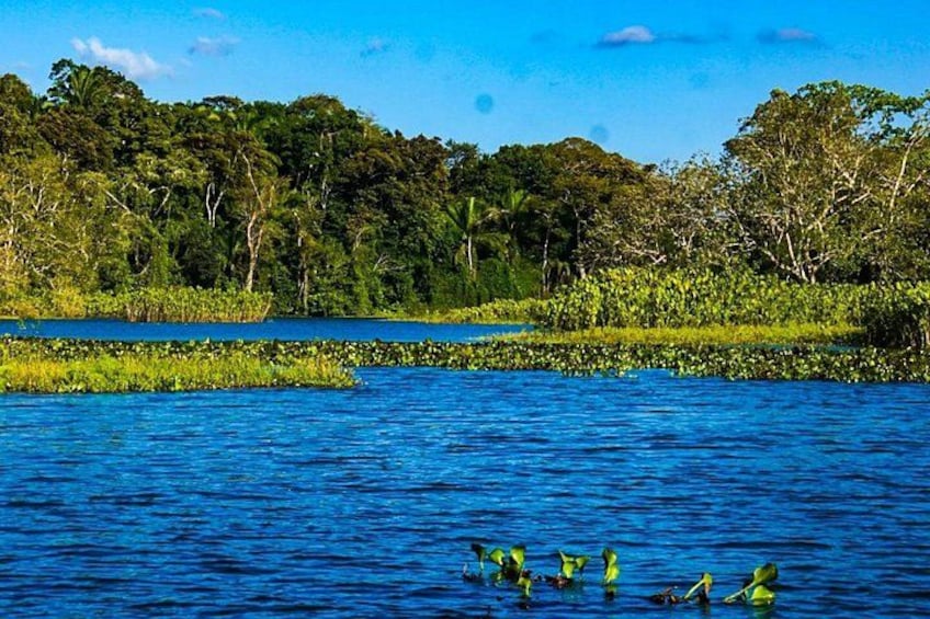 Ruhige Wasserfläche mit schwimmenden Pflanzen, umgeben von dichtem Wald. 4