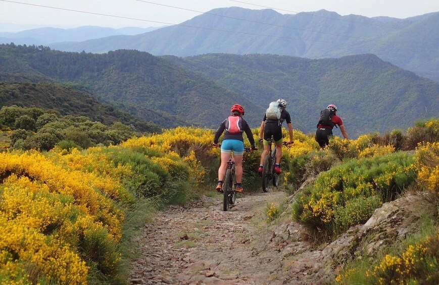Three cyclists on a rocky trail surrounded by yellow flowers and green hills. 1