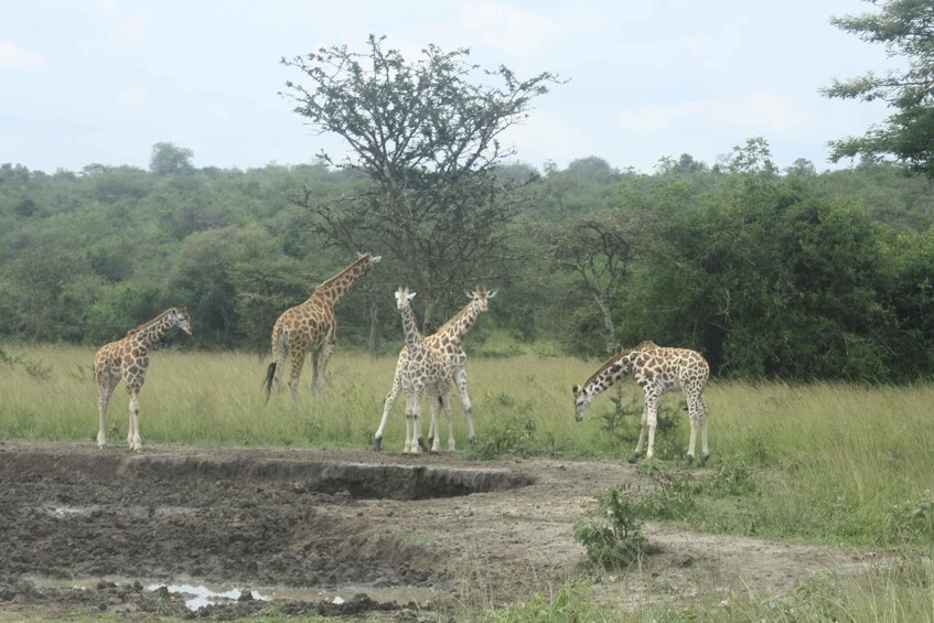 Un gruppo di giraffe in piedi in un campo erboso, con alberi sullo sfondo. 2