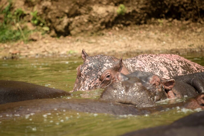 Un gruppo di ippopotami parzialmente immersi nell'acqua, con un argine fangoso sullo sfondo. 5